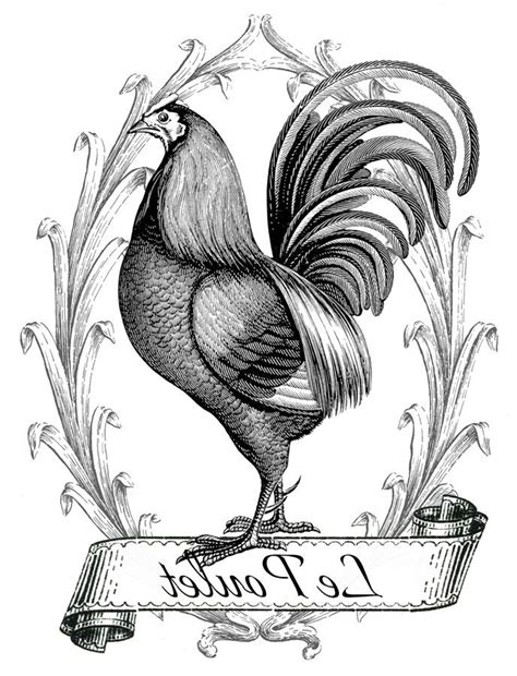 Pin On Rooster And Chickens Gallos Y Gallinas