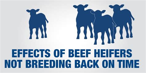 Late Breeding Has Negative Effect On Beef Cattle Reproduction Zinpro®