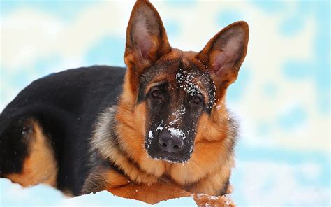 German Shepherd Dog Snow Winter Hunting Dog Dogs Hd Wallpaper Peakpx