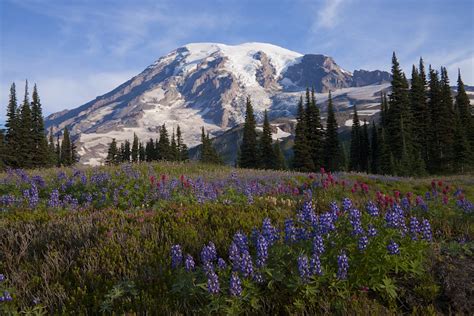 Mt Rainier National Park Area Travel Washington Usa North America