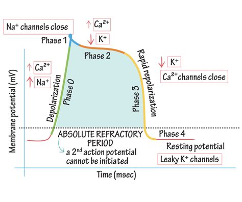 Ventricular Action Potential