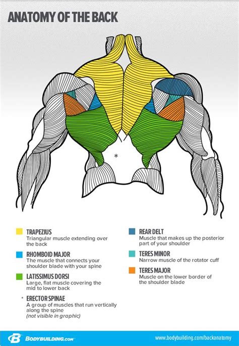 Back Muscles Chart Muscle Anatomy Poster Muscular System Anatomical