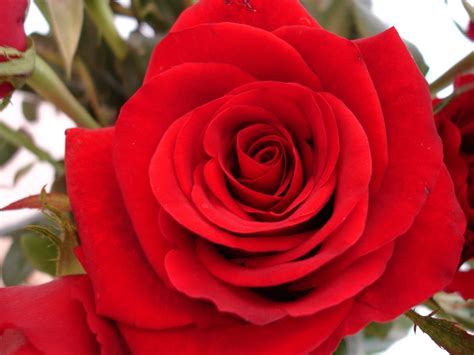 Red Rose Close Up Free Photo Download Freeimages