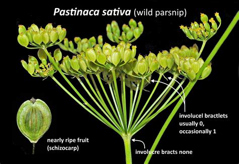 Gallery Pastinaca Sativa Wild Parsnip I Flora Of Newfoundland