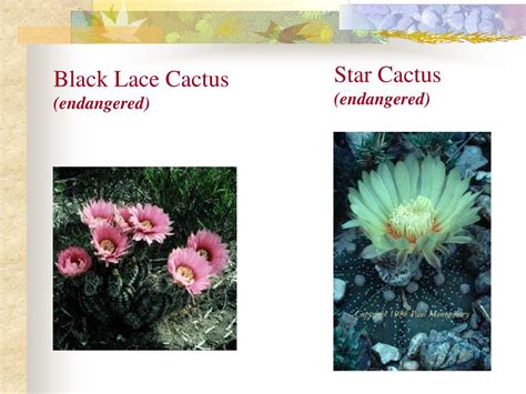 In most cacti species, leaves are reduced and modified into spines, which minimize the amount of water lost through transpiration. PPT - Endangered Species US Fish and Wildlife Service ...