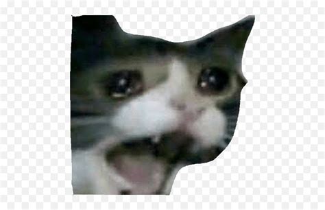 Harry Crying Screaming Cat Meme Emoji Sad Cat Emoji Free Transparent Emoji Emojipng Com