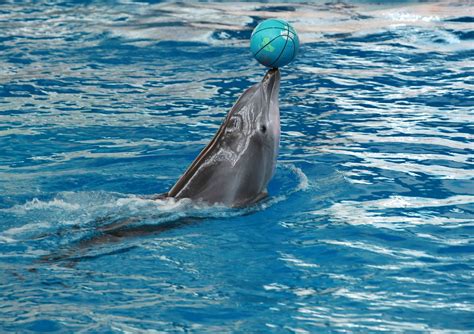 Dolphin Show National Aquarium Baltimore Md National Aqu Flickr