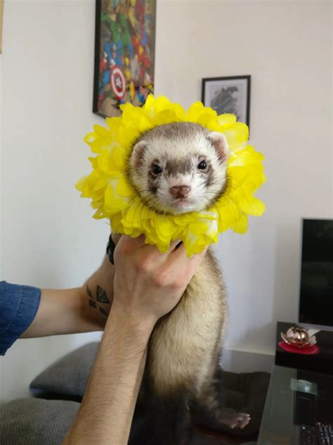 21 Cute Ferret Photos That Will Make You Smile The Modern Ferret