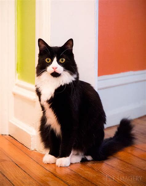 104 Best Tuxedo Cats One Smart Breed Images On Pinterest