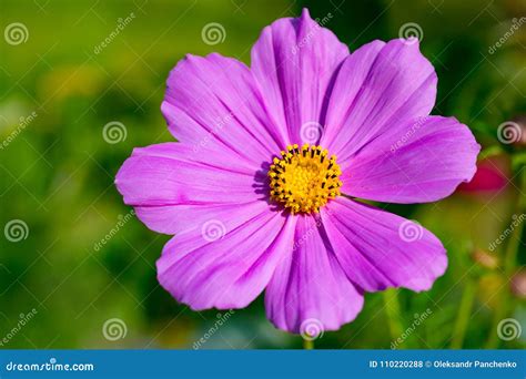 Beautiful Light Purple Cosmos Flower Cosmos Bipinnatus Close Stock