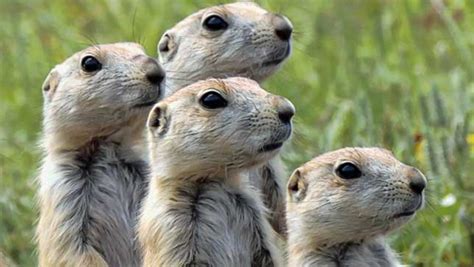 8 Things You Didnt Know About Prairie Dogs Mnn Mother