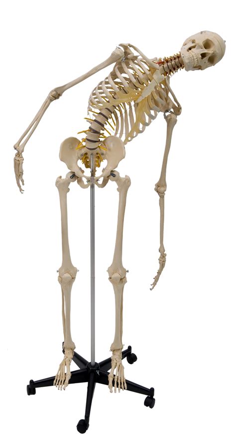 Human Skeleton With Flexible Spine Osta International