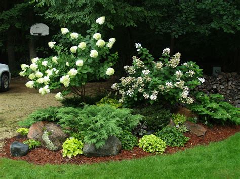 Hydrangea Trees Knechts Nurseries And Landscaping