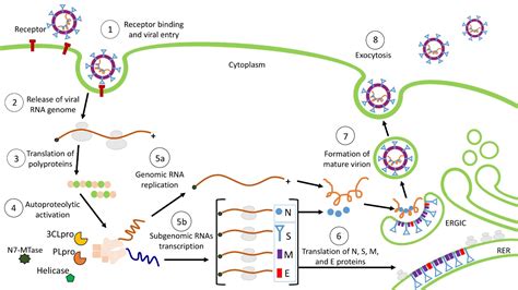 Stages Of Viral Replication