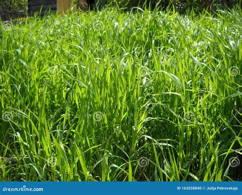 Fresh Green Grass In The Meadow Sunny Summer Day A Mowed Field