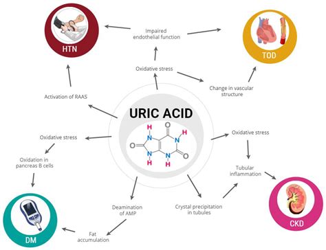 JCM Free Full Text The Role Of Uric Acid In Acute And Chronic