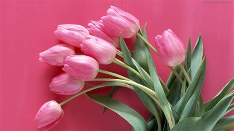 Bouquet Of Pink Tulips Wallpapers And Images Wallpapers
