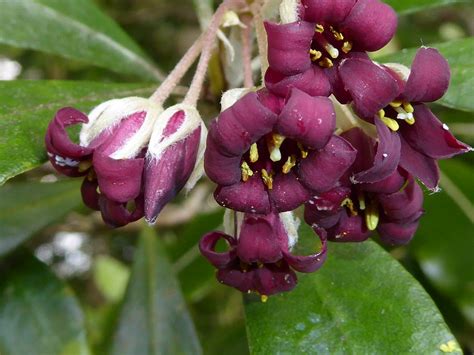 Pittosporum Crassifolium Epitree Flickr