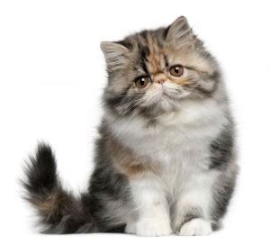 Persian cat adoption is fairly common. Persian Kittens For Sale In Massachusetts