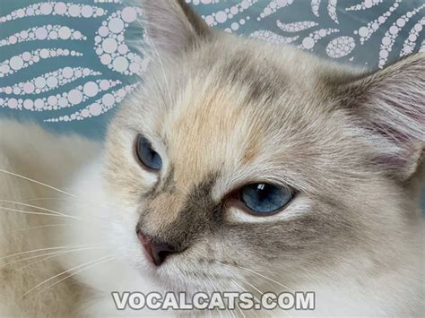 Tortie Ragdoll Cat Complete Guide Vocal Cats