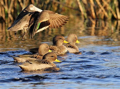 Speckled Teal Species And Hunting Ramsey Russells