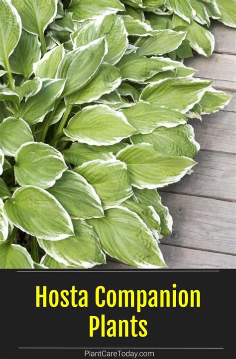 Hosta Companion Plants