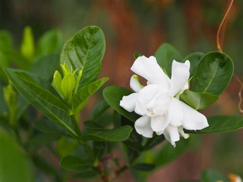 How To Grow And Care For Gardenia In Pots A Step By Step Guide For