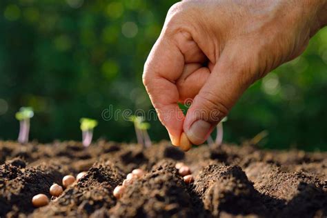 Planting Seeds Stock Photo Image Of Cultivated Nature 69648080