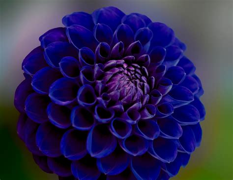 Royal Blue Flower Wallpaper