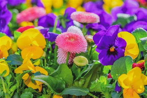 I colori, le forme ed i profumi che contraddistinguono i fiori li rendono unici ed amati da moltissime persone. Immagini Fiori 4K - Fiore Di Ciliegio Sfondo 4k 4k ...