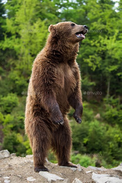 Big Brown Bear Standing On His Hind Legs Stock Photo By Byrdyak Photodune