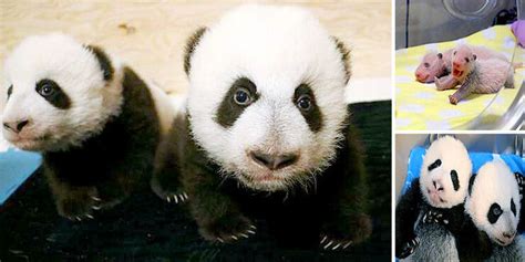Toronto Zoos Giant Panda Cubs Celebrate 100 Days