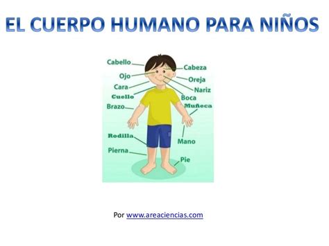 El Cuerpo Humano Para Niños