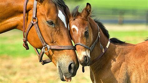 5 Curiosidades Sobre Los Caballos Que Debes Saber