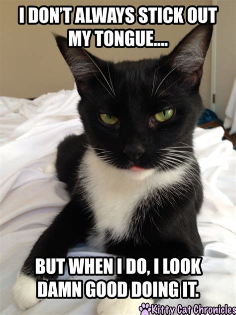 Sassy Cat Memes Image Memes At