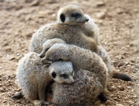 Meerkats Group Hug Visit To Chester Zoo October 2012