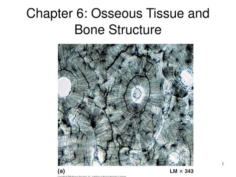 Ppt Chapter 6 Osseous Tissue And Bone Structure Powerpoint