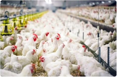 Nigeria Plans Women Youth Empowerment Through Poultry Agriculture