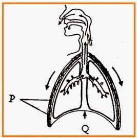 Objektif mengetahui bahan cemar udara mengetahui penyakit yang berkaitan dengan sistem respirasi Soal Latihan Sistem Pernapasan (Respirasi Eksternal ...