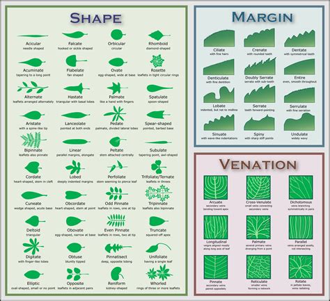 If your leaf is wide, look at other characteristics to start identifying a plant by its leaves. Create a Local Plant Guide - DIY