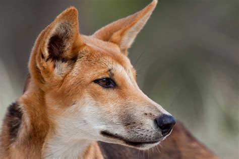 The Unexpected Result Of Australias Dingo Fence Jstor Daily