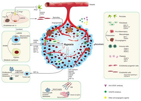 Schematic Illustration Of The Role Of The Tumor Microenvironment In Download Scientific Diagram
