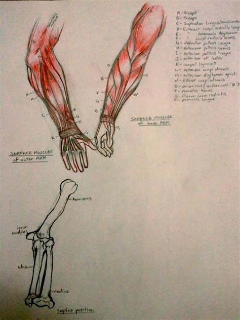The muscles of the upper arm are responsible for the flexion and extension of the forearm at the the triceps brachii, as its name indicates, has three heads whose origins are on the scapula and humerus. Anim8r X: Anatomy Studies (Muscles)