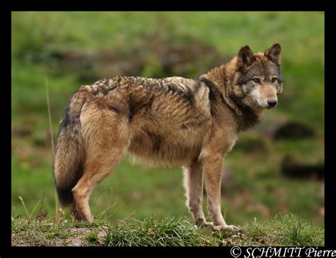 And provider of wolf and wolfdog education. European wolf by Kiba67 on DeviantArt