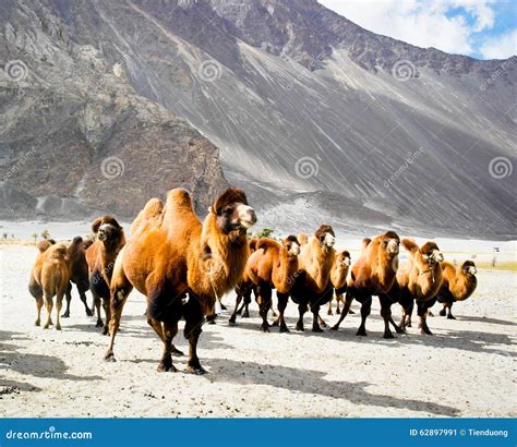The Double Hump Camels Stock Image Image Of Hike National 62897991