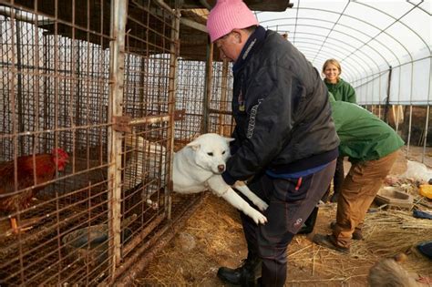 Bright Future Awaits 23 Dogs Saved From South Korean Dog Meat Farm