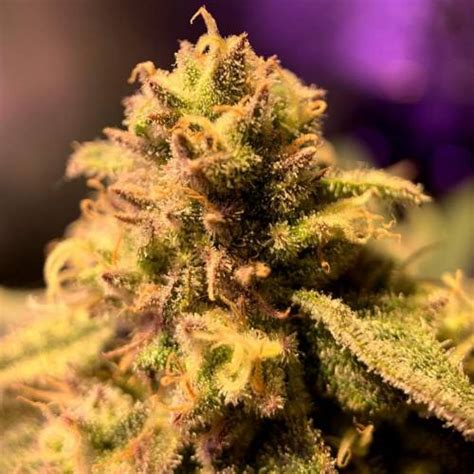 Seedsman Critical Purple Kush Grow Journal By Pochogrower Growdiaries