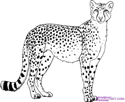 Realistic Cheetah Coloring Pages Clip Art Library
