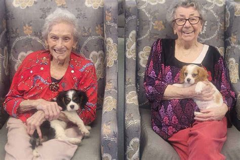 Young Pups Move Into Aged Care Anmj