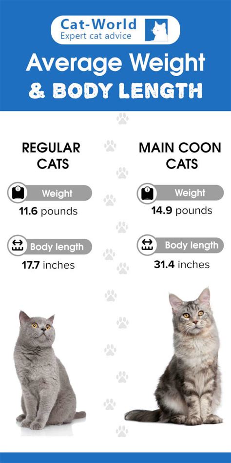 Maine Coon Cat Size Comparison